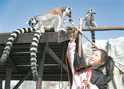 小學(xué)生與環(huán)尾狐猴互動。張進剛攝